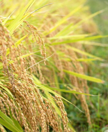 Riz Koshi-Hikari ©abee t CC BY-NC-ND 2.0