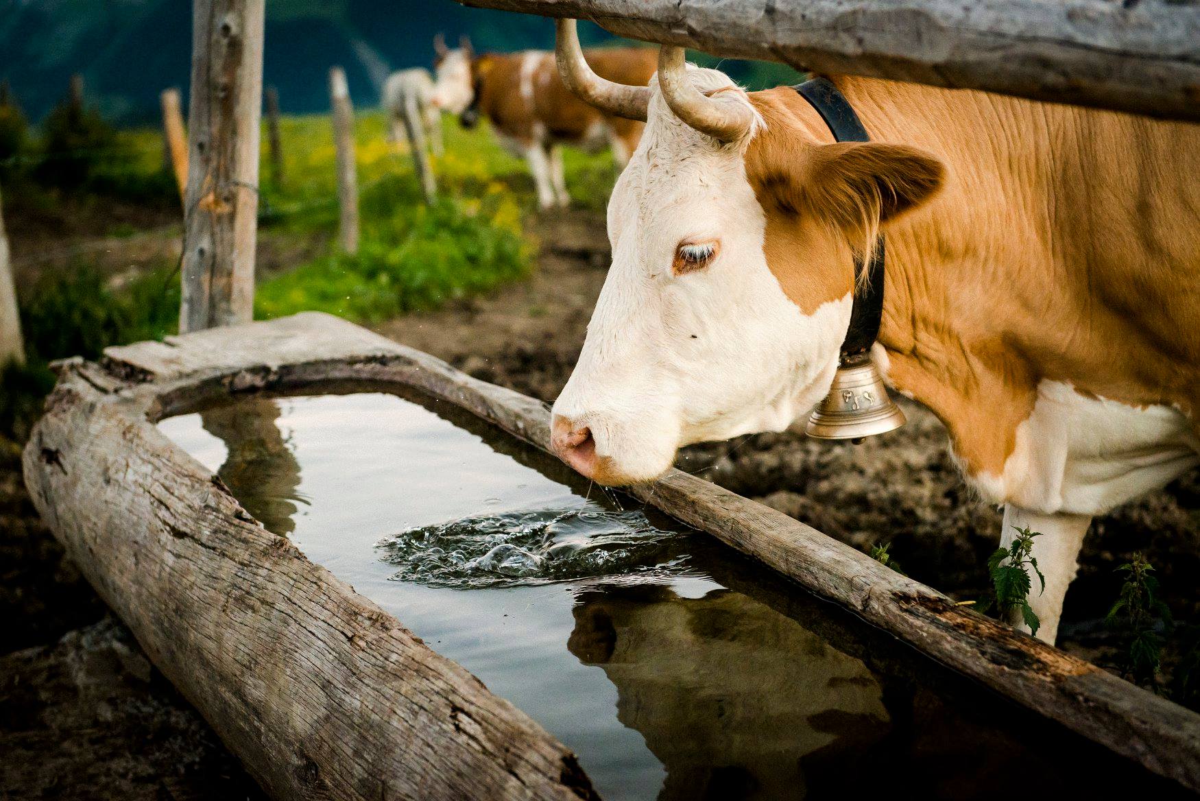 Vache - Alpage ©Maison de l'Etivaz