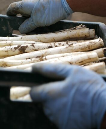 Asperges blanches ©Jai79 Pixabay CC0