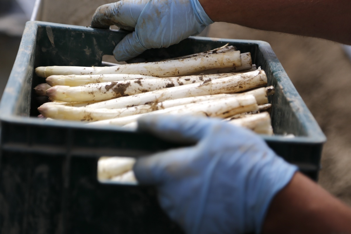 Asperges blanches ©Jai79 Pixabay CC0