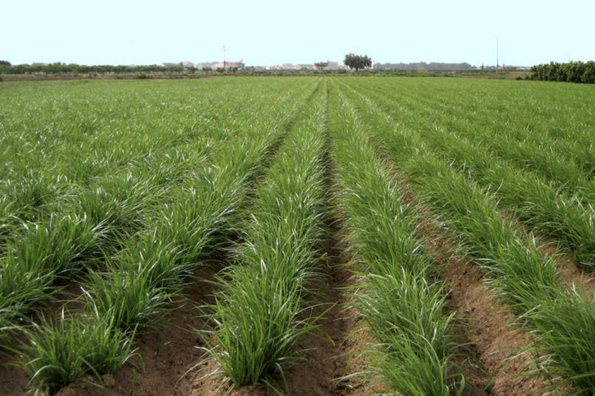 Souchet ©Fartons Polo