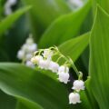 1er mai - Muguet ©Alicja Pixabay