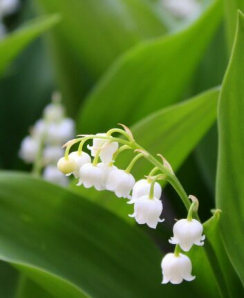 1er mai - Muguet ©Alicja Pixabay