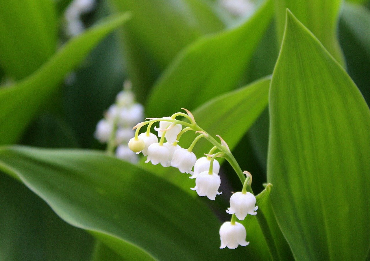 1er mai - Muguet ©Alicja Pixabay