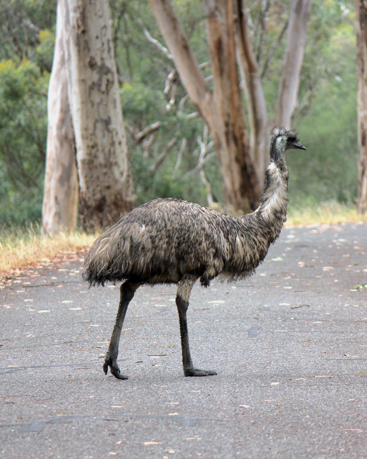 Emeus ©NH53 CC BY 2.0