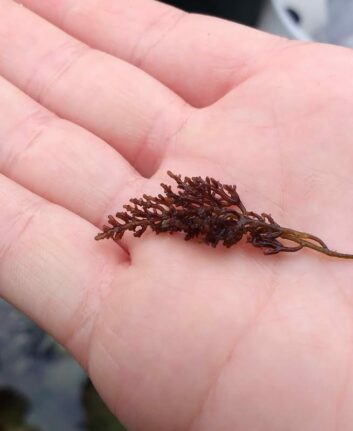 Osmundea pinnatifida©Hartster CC BY-SA 4.0