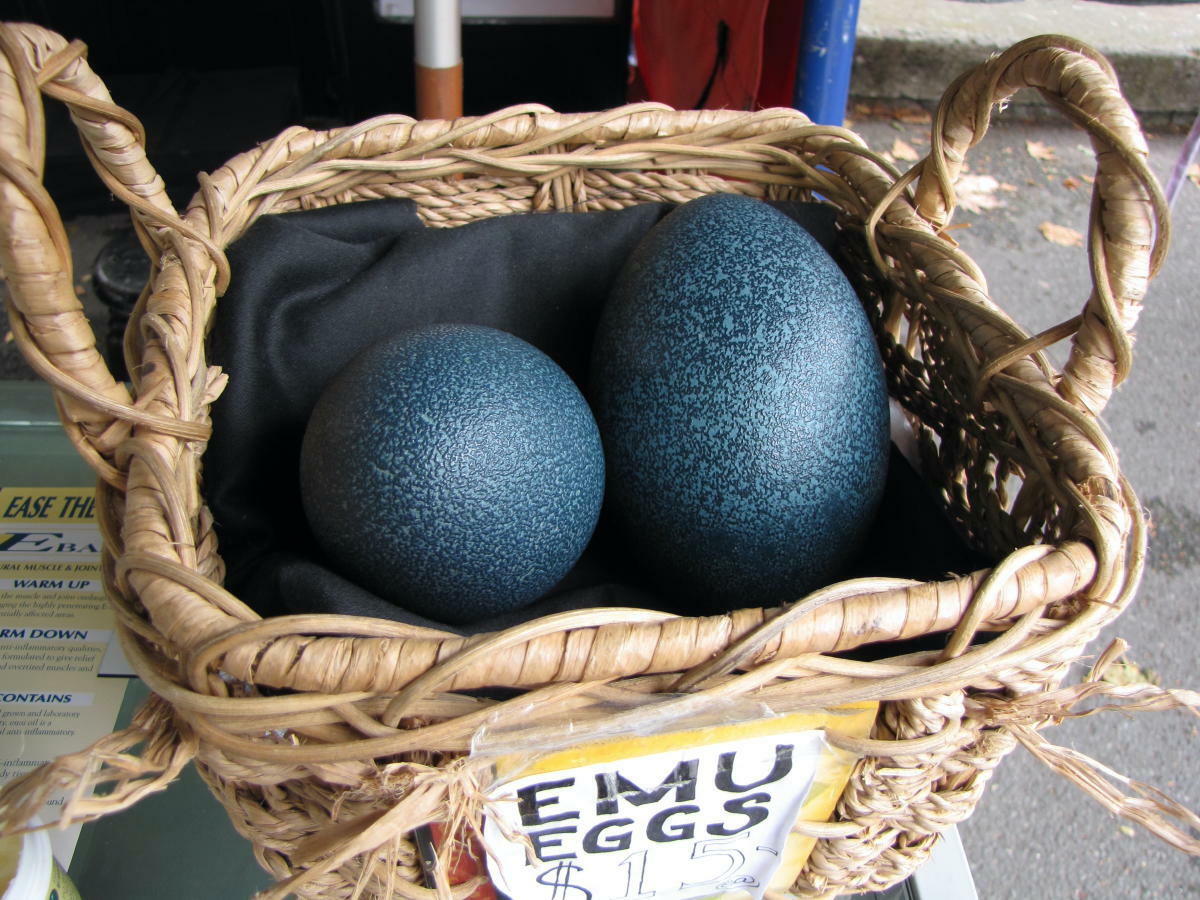 Oeufs d'émeu ©Steve Bittinger CCBY20