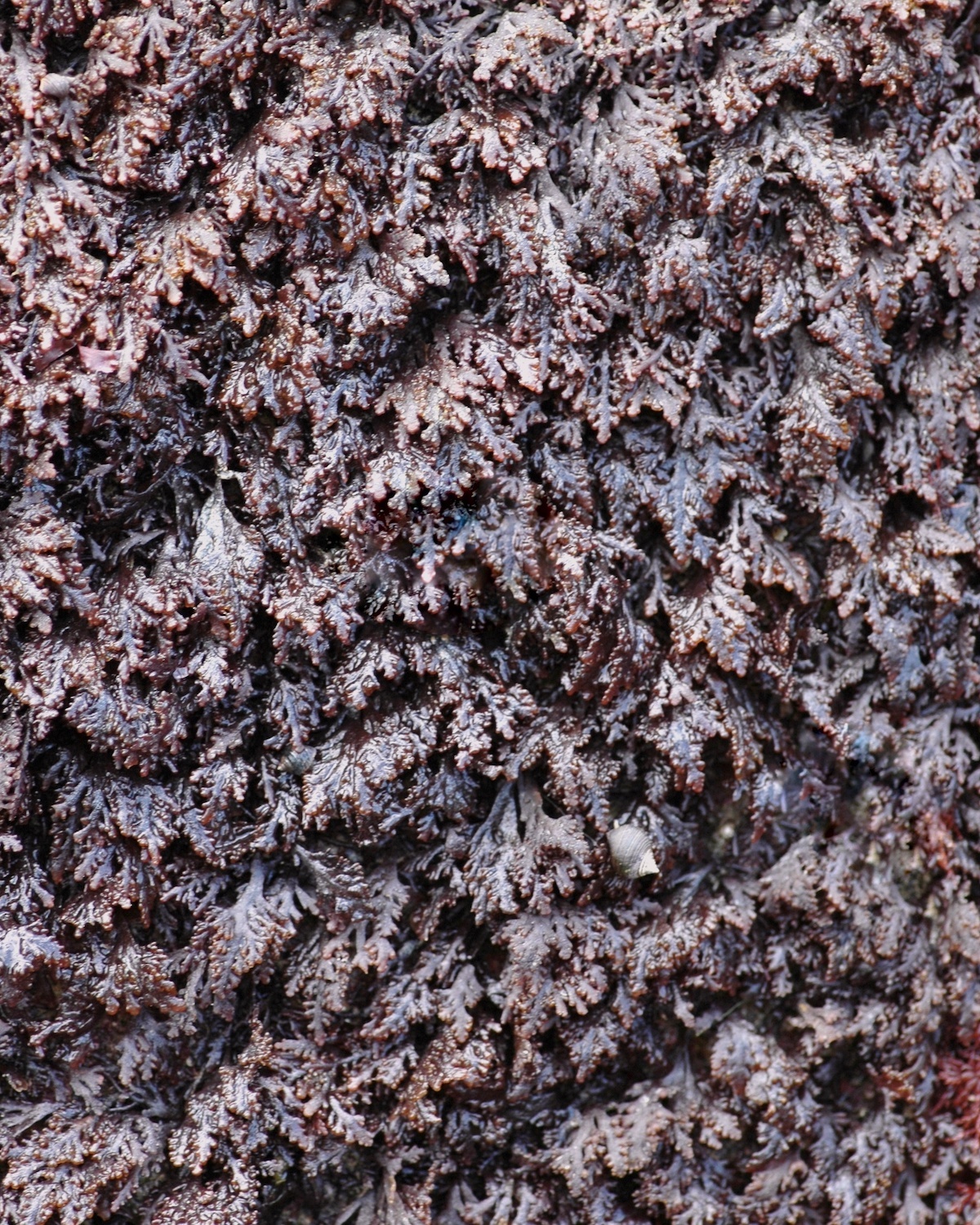 Laurencia / Osmundea pinnatifida