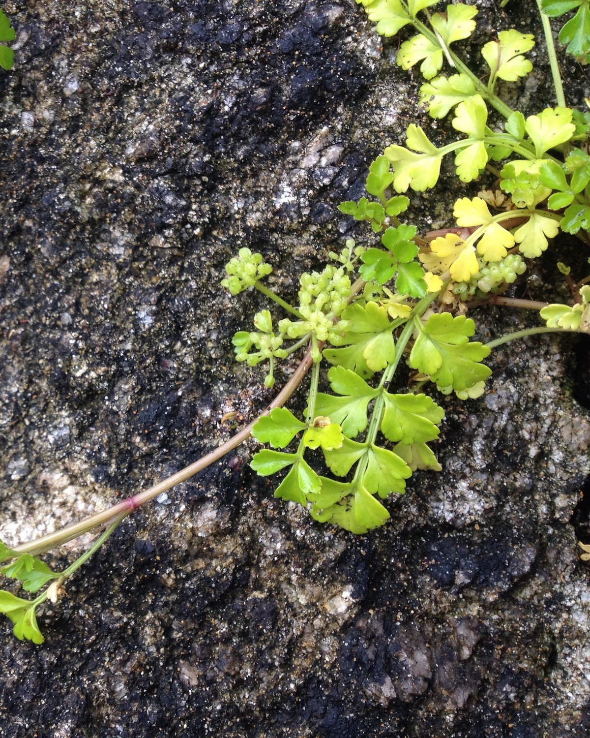 Persil de la mer ©Jon Sullivan CC BY-NC 20 BD