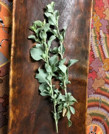 Saltbush ©Dale Tillbrooke Experience