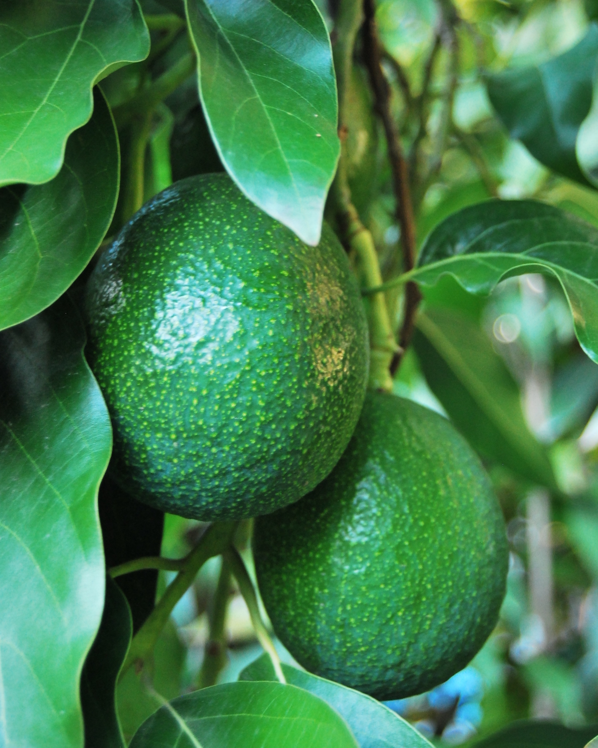 Avocat ©nicolas vadilonga CC BY-NC-ND 2.0