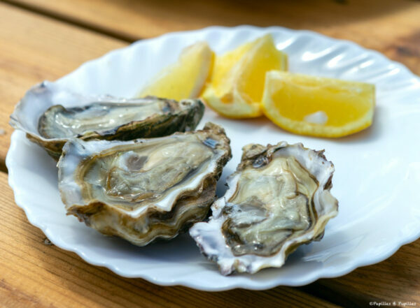 Huîtres - Huîtrier Pie