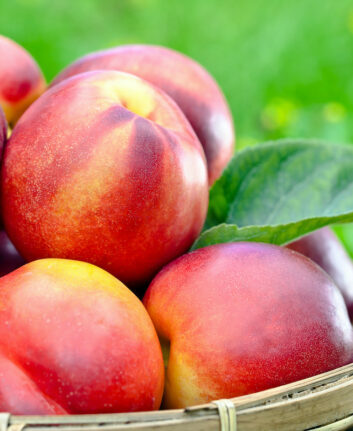 Nectarines © Igor Normann shutterstock