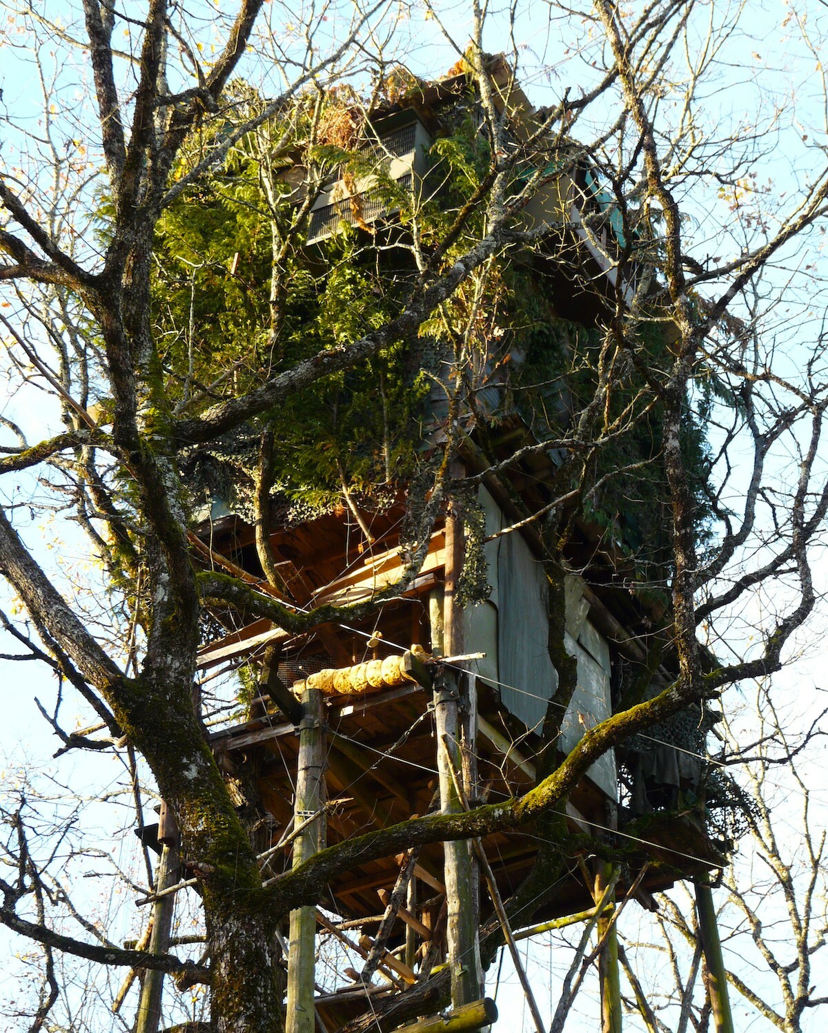 Palombière ©Père Igor CC BY-SA 30