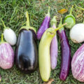 Aubergines ©washington State Department of Agriculture licence CC BY-NC 2.0