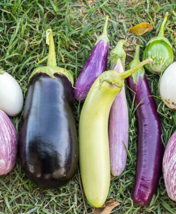 Aubergines ©washington State Department of Agriculture licence CC BY-NC 2.0