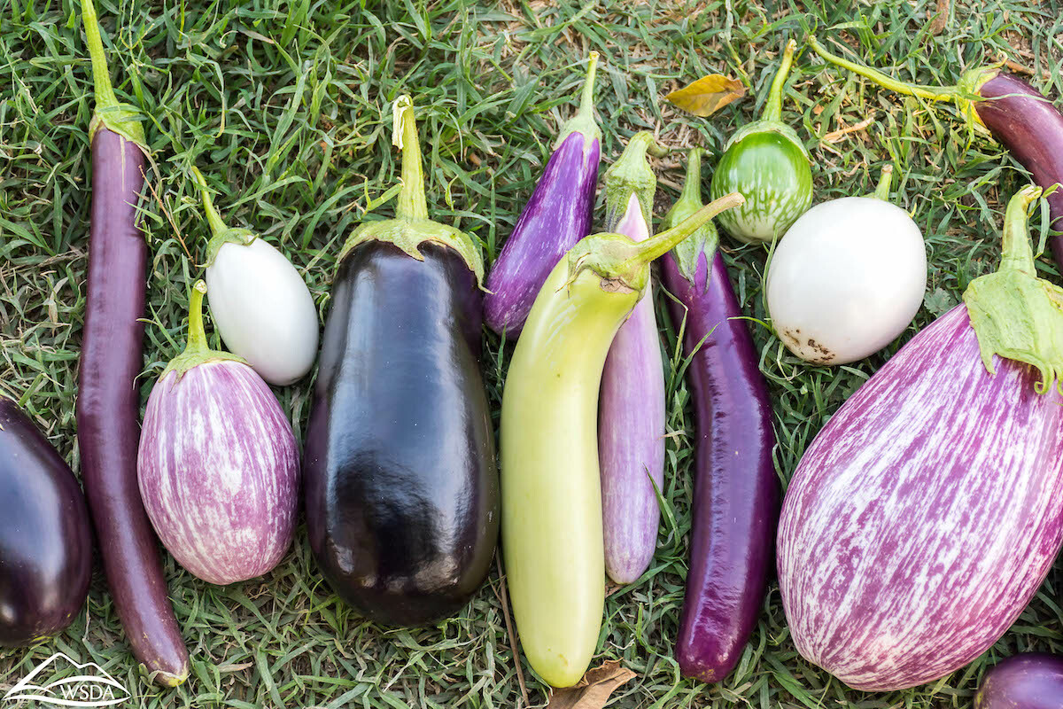 Aubergines ©washington State Department of Agriculture licence CC BY-NC 2.0