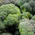 Brocolis ©Kate ter haar