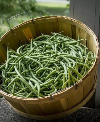 Haricots verts © Jason Gillman de Pixabay