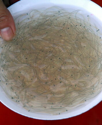 Pibales ©鵬智 Bird 賴 Lai CC BY-NC-ND 2.0