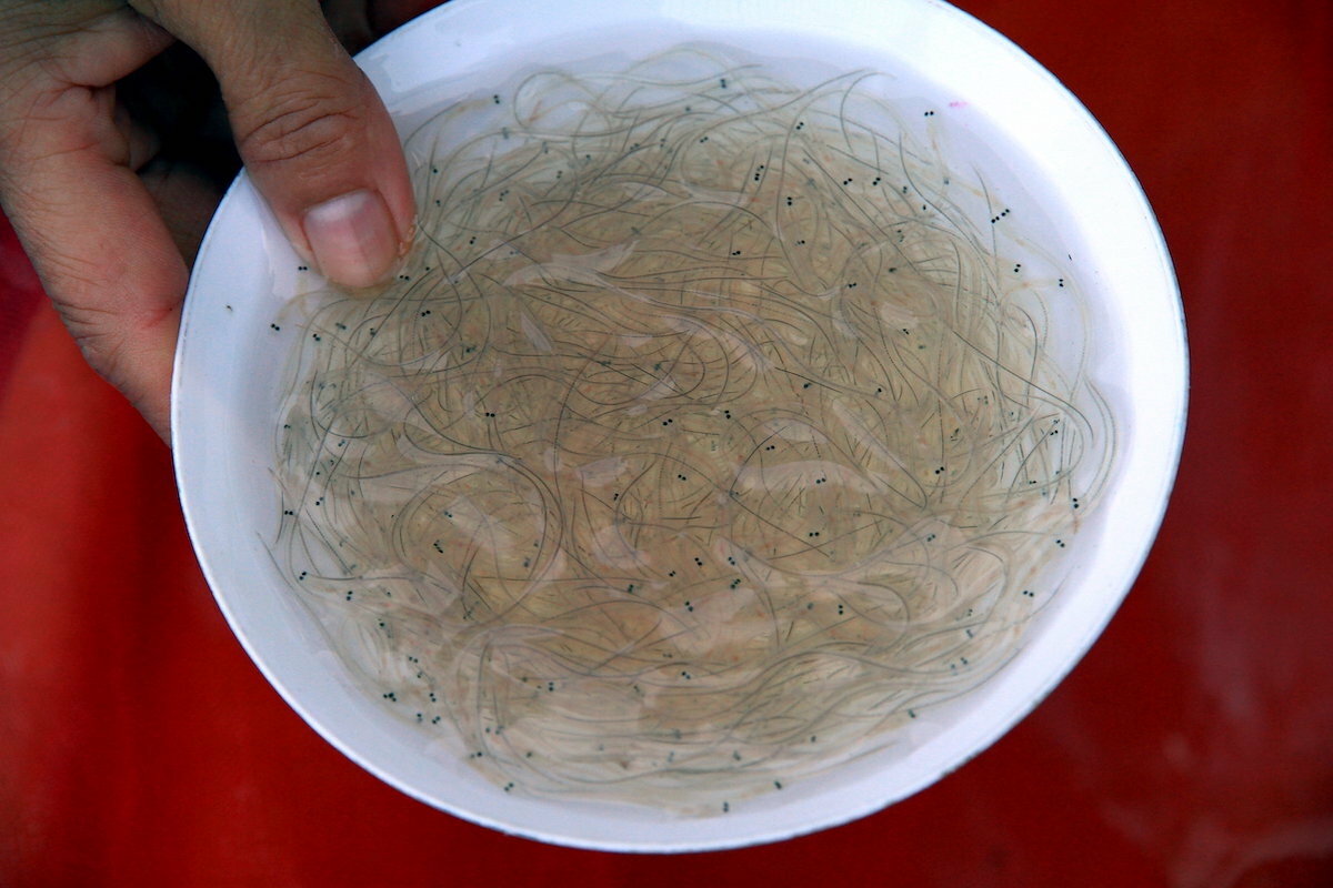 Pibales ©鵬智 Bird 賴 Lai CC BY-NC-ND 2.0