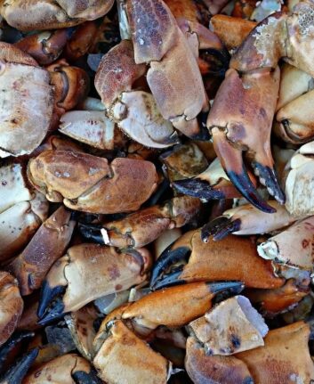 Pinces de tourteaux ©Mabel Amber Pixabay