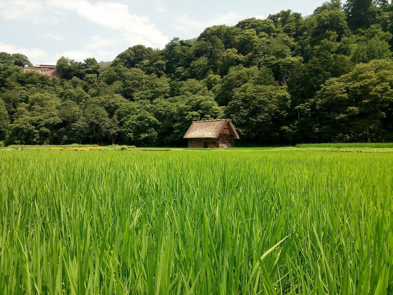 Culture du riz Shirakawa-gō 