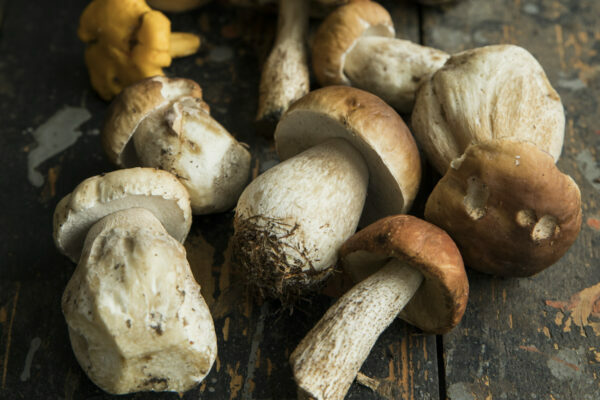 Cèpes ©majagal shutterstock