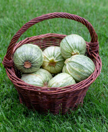 Récolte de courgettes
