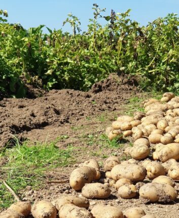Récolte de pommes de terre - jardin familial