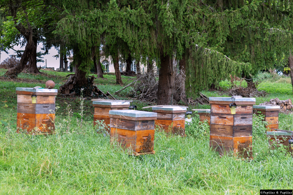 Les ruches du Château Barre-Gentillot