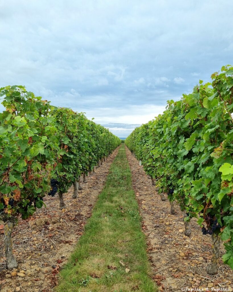Vignes Montsoreau