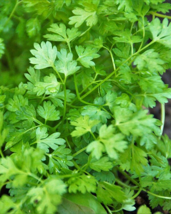 Cerfeuil ©ivabalk de Pixabay recadré