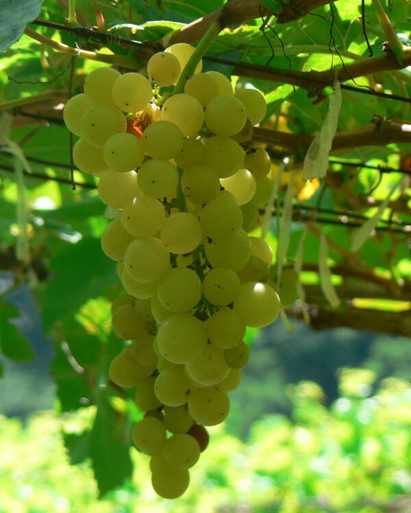 Chenin blanc