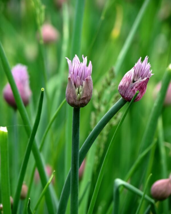 Ciboulette © Pixamio de Pixaba