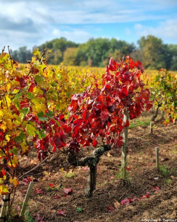 Vigne Château Ferrand