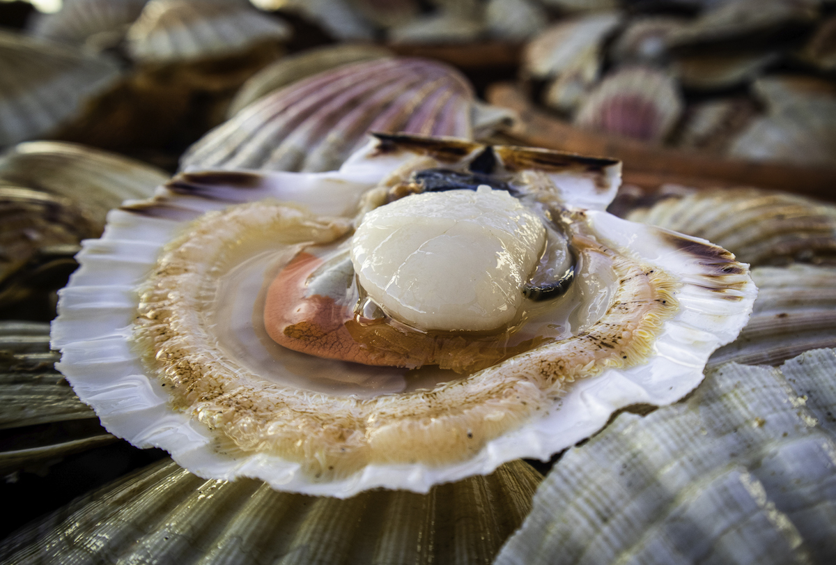 Coquille Saint Jacques de Normandie