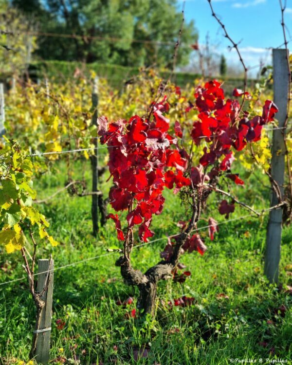Cep rouge Clos du notaire