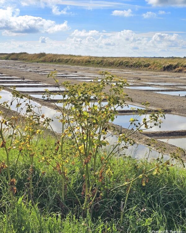 Maceron, marais salants