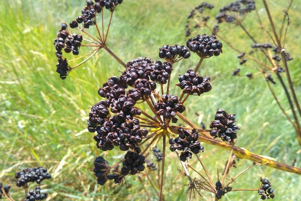 Macéron ©Jeremy Halls CC BY-NC-SA 2.0