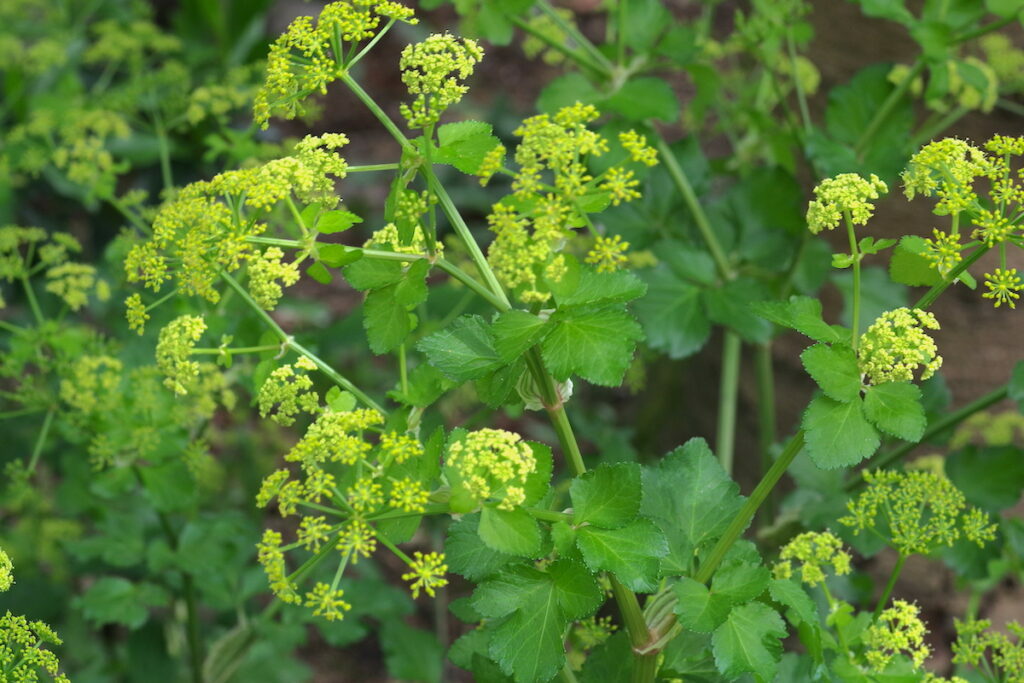 Macéron (fleurs) ©Michael Wunderli CC BY 2.0