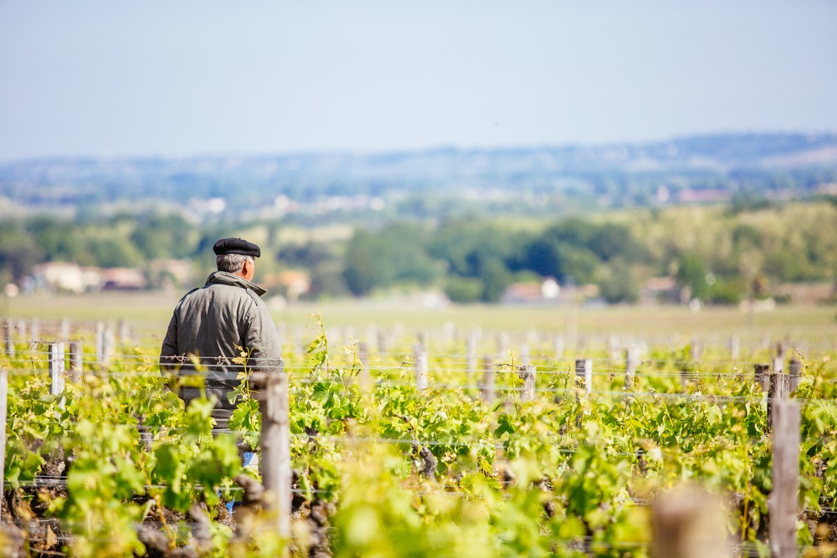 Sauternes ©Tourisme Sauternes Landes Girondines