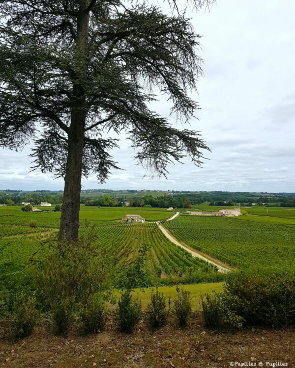 Vignes Château Haut Sarpe
