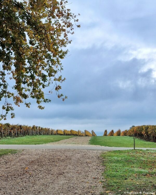 Vignes Château Ferrand