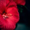 Fleur d'Hibiscus ©joia-de-jong unsplash