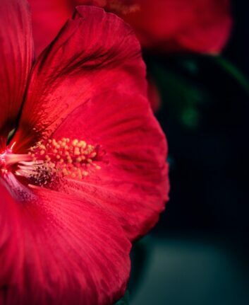 Fleur d'Hibiscus ©joia-de-jong unsplash