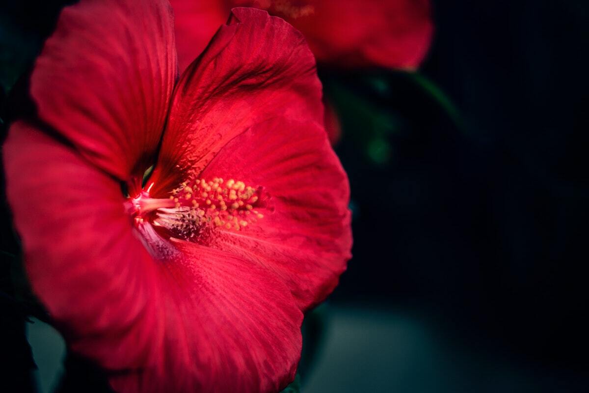 Fleur d'Hibiscus ©joia-de-jong unsplash