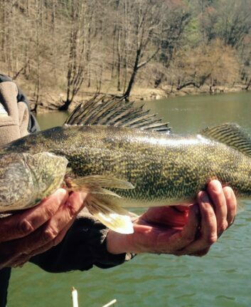 Poisson doré