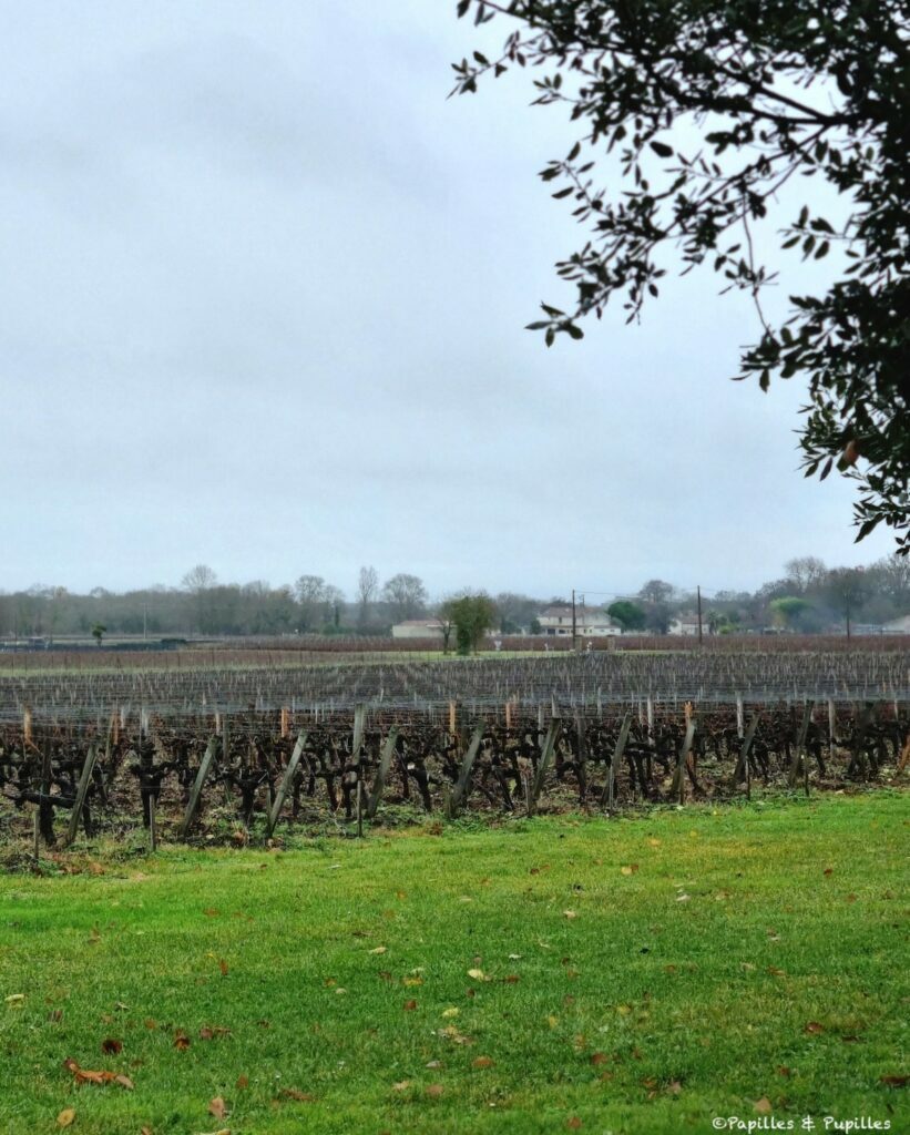 Vignes Château Haut Barrail