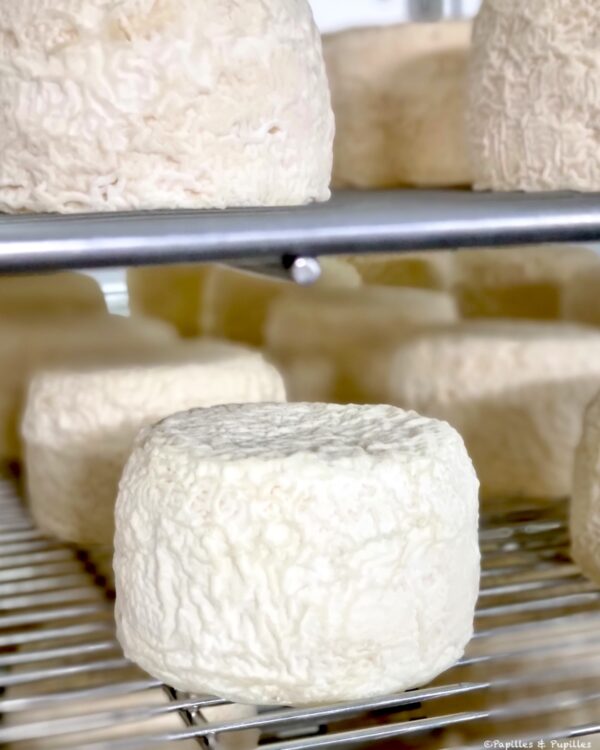 Affinage des fromages